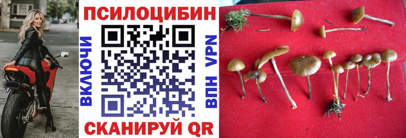 Галлюциногенные грибы GOLDEN TEACHER  shop наркотические препараты  Злынка  купить наркоту 